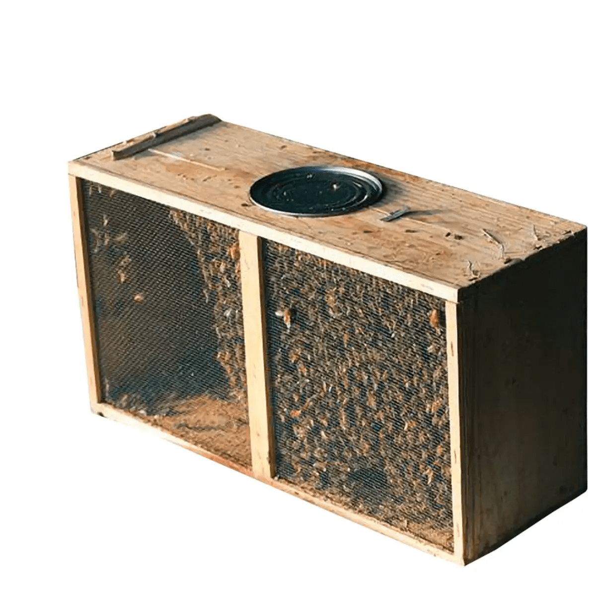 3 lb Package Bees